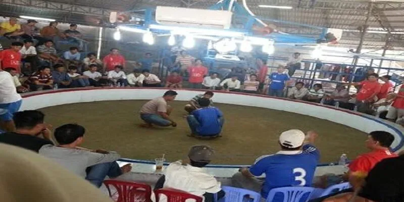 Bồ gà Campuchia nơi thu hút được rất nhiều người chơi