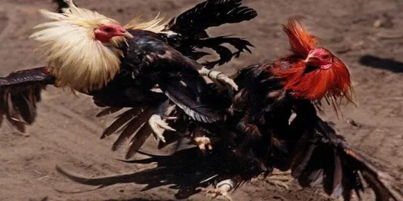 Bồ gà
