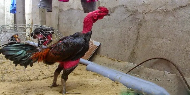 Chợ tốt đá gà giúp người chơi lựa chọn được chiến kê ưng ý