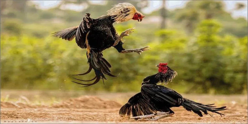 Đá gà Thomo đảm bảo an toàn khi tham gia