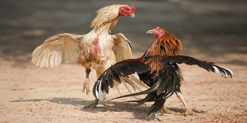 Dựa vào ngoại hình để chọn giống gà