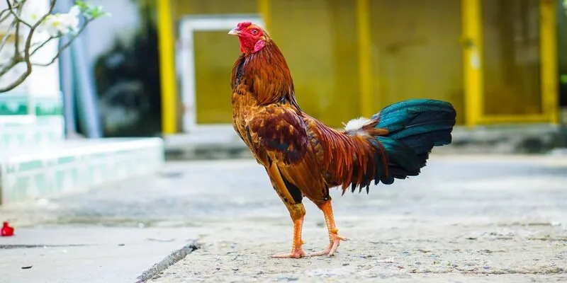 Gà chọi Philippin có nhiều giống khác nhau