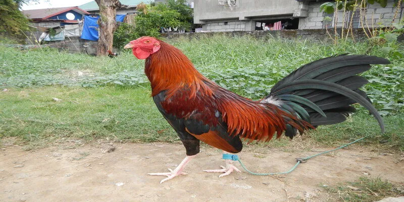 Gà chọi Philippin