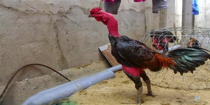 Gà chọi Philippin giống gà có khả năng chiến đấu tốt