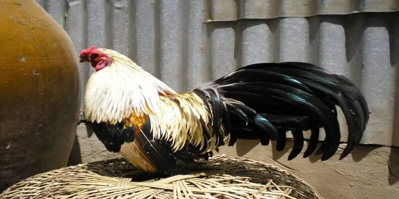 Gà tre - Một trong những giống gà được yêu thích hiện nay
