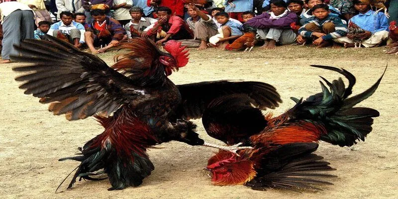 Nên chọn những chiến kê chuyên nghiệp để có thể dành chiến thắng