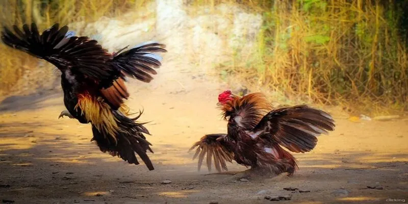 Tìm hiểu luật chơi để giành được chiến thắng